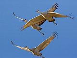 Sandhill Cranes_73205